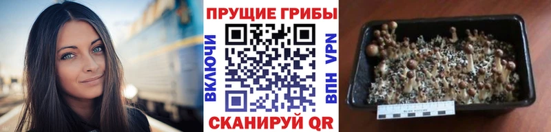 Псилоцибиновые грибы MAGIC MUSHROOMS  Краснообск 